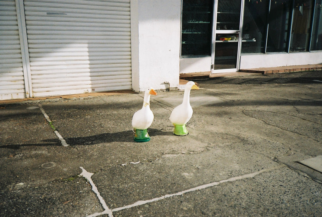 PSU-LG005_Duck light (Dad)