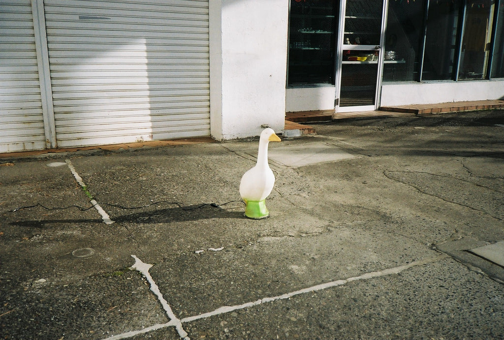 PSU-LG005_Duck light (Dad)